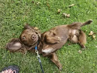 JJ (AKC), a male Dachshund for sale in Stoutland, MO – 3 of 7