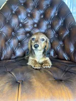 Ivy, a female Dachshund for sale in Stoutland, MO – 6 of 10
