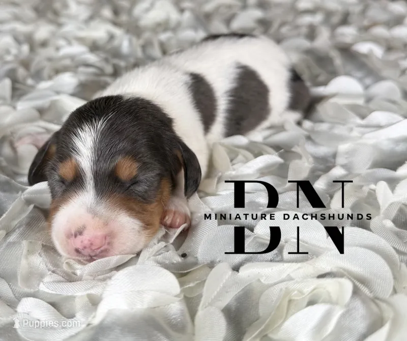 Cera – Miniature Dachshund puppy for sale in Stoutland, MO