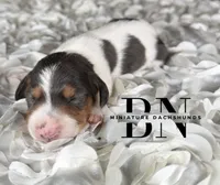 Cera, a female Miniature Dachshund for sale in Stoutland, MO – 1 of 4