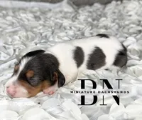 Cera, a female Miniature Dachshund for sale in Stoutland, MO – 4 of 4