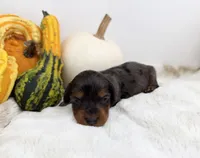 Delilah, a female Miniature Dachshund for sale in Stoutland, MO – 3 of 6