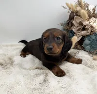 Ranger, a male Dachshund for sale in Stoutland, MO – 4 of 6