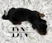 Littlefoot, a male Miniature Dachshund for sale in Stoutland, MO – 4 of 4
