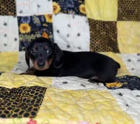 Astro, a male Miniature Dachshund for sale in Stoutland, MO – 2 of 6