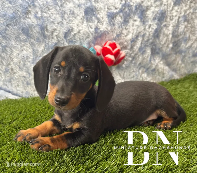 Lemon Drop – Miniature Dachshund puppy for sale in Stoutland, MO