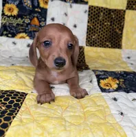 Copper, a male Miniature Dachshund for sale in Stoutland, MO – 3 of 9