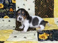 Cera, a female Miniature Dachshund for sale in Stoutland, MO – 7 of 8