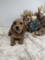 Peaches, a female Miniature Dachshund for sale in Stoutland, MO – 1 of 7