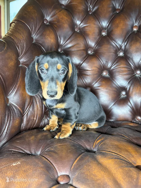 Bentley – Miniature Dachshund puppy for sale in Stoutland, MO