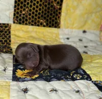 Eddie, a male Miniature Dachshund for sale in Stoutland, MO – 2 of 2