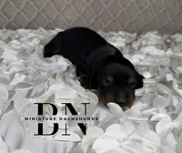 Dolly, a female Miniature Dachshund for sale in Stoutland, MO – 3 of 6