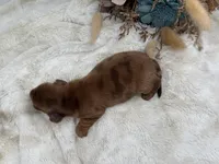 Rhett, a male Dachshund for sale in Stoutland, MO – 4 of 4