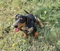 Shelby , a female Miniature Dachshund for sale in Stoutland, MO – 6 of 6