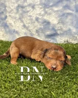 Rusty, a male Miniature Dachshund for sale in Stoutland, MO – 3 of 4