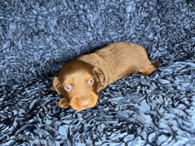 Crash  – Miniature Dachshund puppy for sale in Stoutland, MO