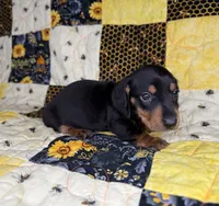 Bentley, a male Miniature Dachshund for sale in Stoutland, MO – 4 of 7