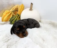 Delilah, a female Miniature Dachshund for sale in Stoutland, MO – 2 of 6