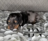 Vin, a male Miniature Dachshund for sale in Stoutland, MO – 3 of 5