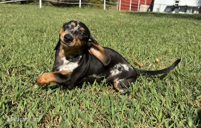 Shelby  – Miniature Dachshund puppy for sale in Stoutland, MO