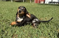 Shelby , a female Miniature Dachshund for sale in Stoutland, MO – 1 of 6