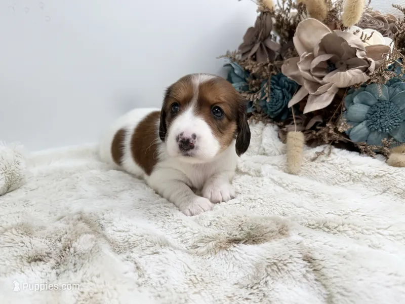 Ruby  – Dachshund puppy for sale in Stoutland, MO