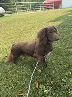 JJ (AKC), a male Dachshund for sale in Stoutland, MO – 6 of 7