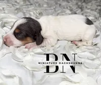 Ducky, a female Miniature Dachshund for sale in Stoutland, MO – 4 of 4