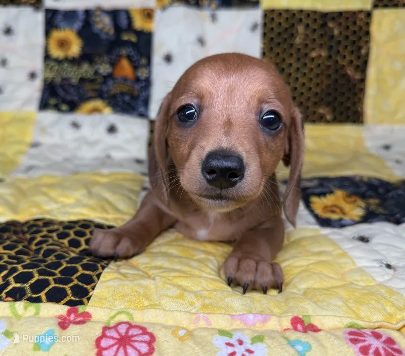 Copper – Miniature Dachshund puppy for sale in Stoutland, MO
