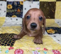 Copper, a male Miniature Dachshund for sale in Stoutland, MO – 1 of 9