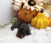 Delilah, a female Miniature Dachshund for sale in Stoutland, MO – 4 of 6