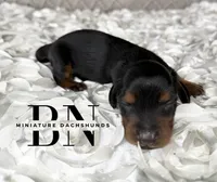 Littlefoot, a male Miniature Dachshund for sale in Stoutland, MO – 3 of 4