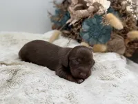 Ron, a male Dachshund for sale in Stoutland, MO – 2 of 4