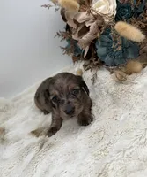 Jasmine, a female Dachshund for sale in Stoutland, MO – 4 of 6
