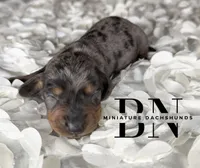 Ali, a female Miniature Dachshund for sale in Stoutland, MO – 4 of 4