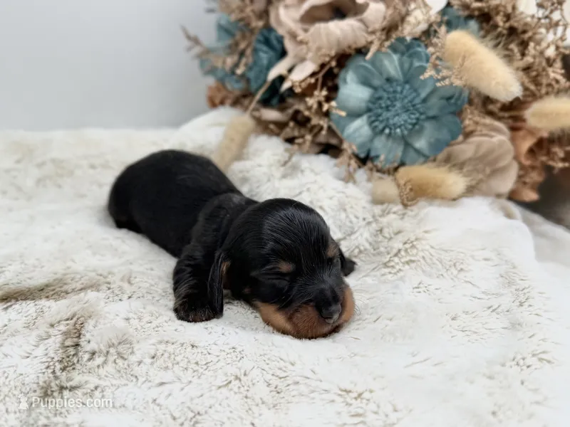 Opal – Dachshund puppy for sale in Stoutland, MO