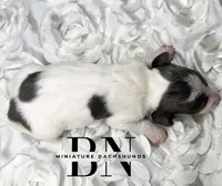 Ducky, a female Miniature Dachshund for sale in Stoutland, MO – 2 of 4