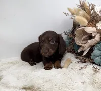 Luna, a female Dachshund for sale in Stoutland, MO – 7 of 7