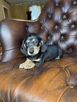Cashew, a male Miniature Dachshund for sale in Stoutland, MO – 3 of 8