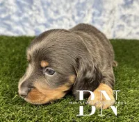 Echo, a male Miniature Dachshund for sale in Stoutland, MO – 4 of 5