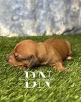 Copper, a male Miniature Dachshund for sale in Stoutland, MO – 5 of 5