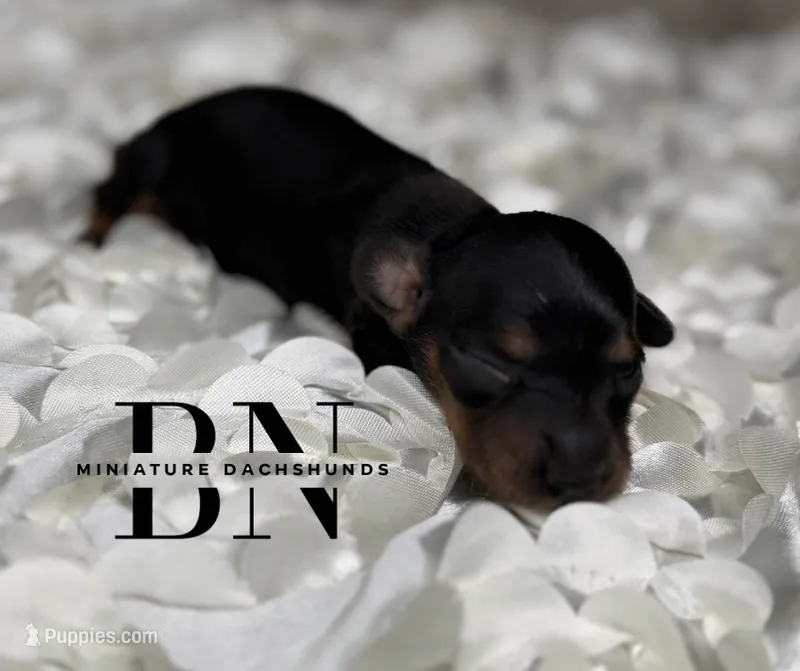 Waylon – Miniature Dachshund puppy for sale in Stoutland, MO
