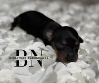 Waylon, a male Miniature Dachshund for sale in Stoutland, MO – 1 of 4