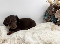 Luna, a female Dachshund for sale in Stoutland, MO – 3 of 7