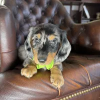 Diesel, a male Miniature Dachshund for sale in Stoutland, MO – 7 of 7