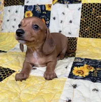 Copper, a male Miniature Dachshund for sale in Stoutland, MO – 8 of 9