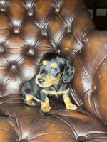 Waylon, a male Miniature Dachshund for sale in Stoutland, MO – 7 of 8