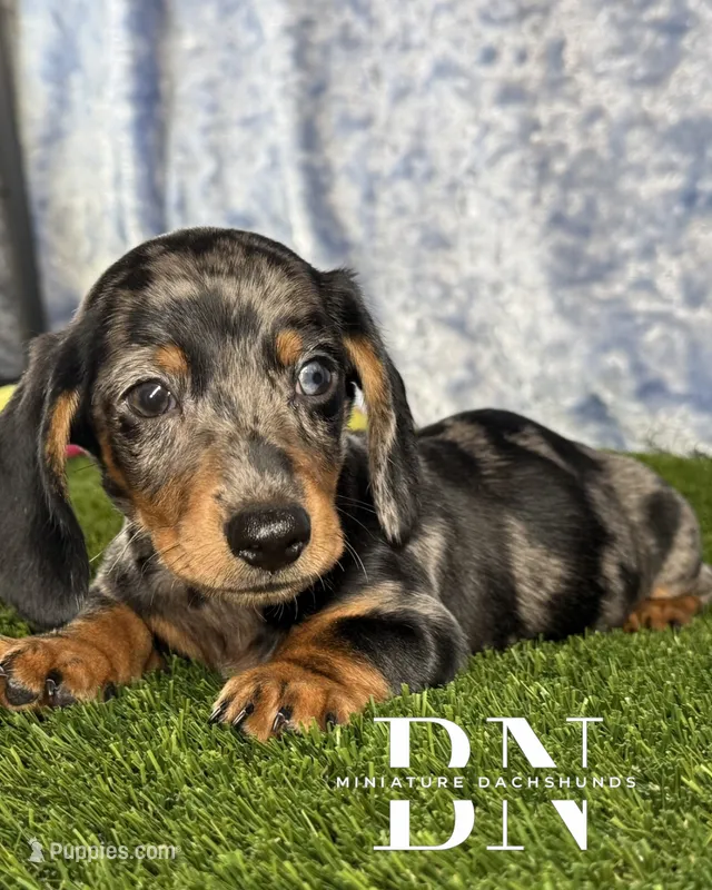 Pez, a male Miniature Dachshund for sale in Stoutland, MO – 1 of 7