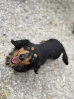 Dixie, a female Miniature Dachshund for sale in Stoutland, MO – 2 of 5