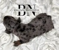Ali, a female Miniature Dachshund for sale in Stoutland, MO – 3 of 4